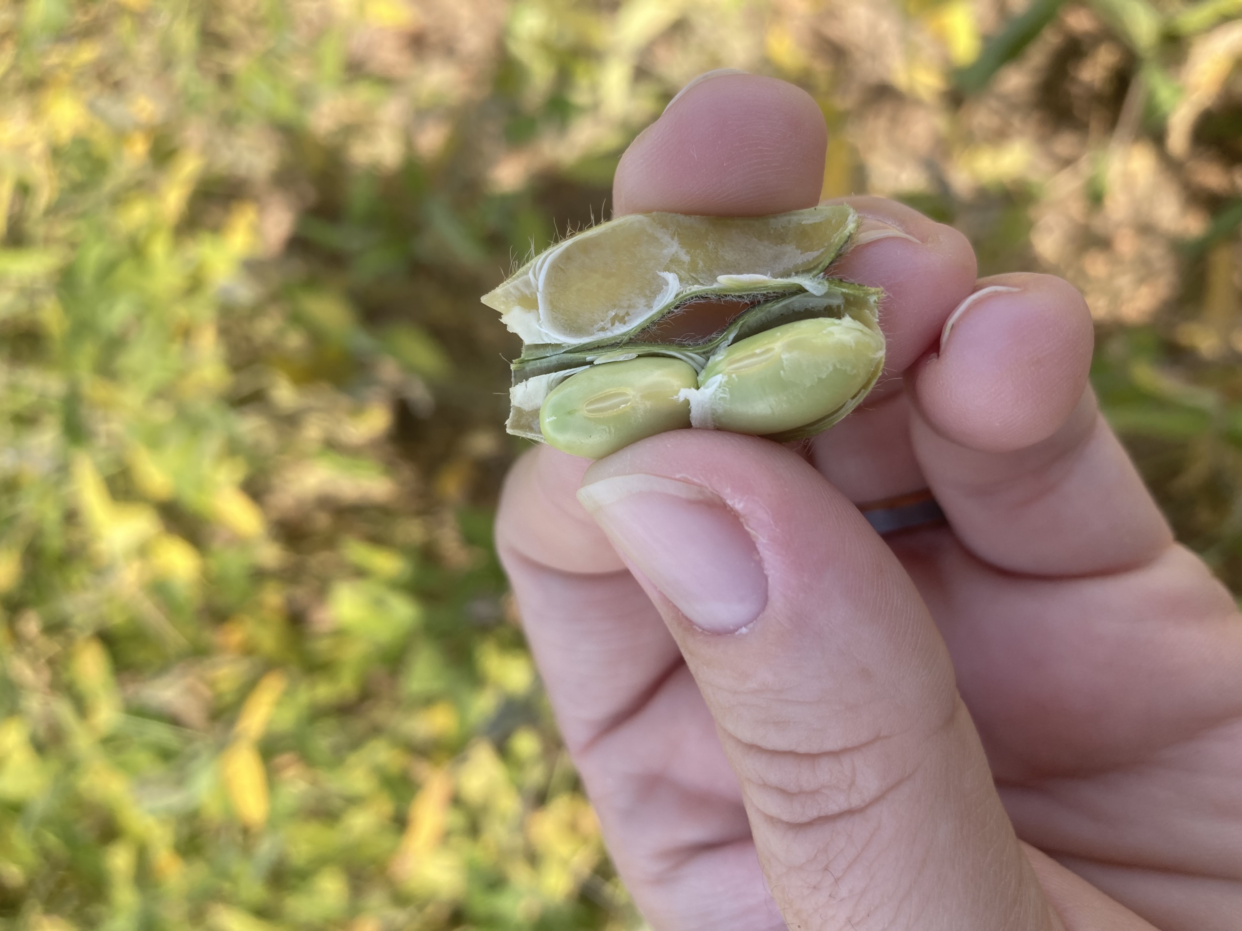 26 soybean approaching R7.jpeg